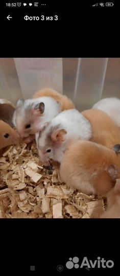 Сирийский хомяк оптом