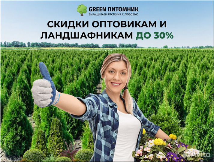 Изгородь живая