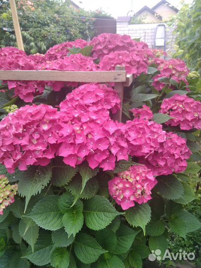 Партия черенков гортензии