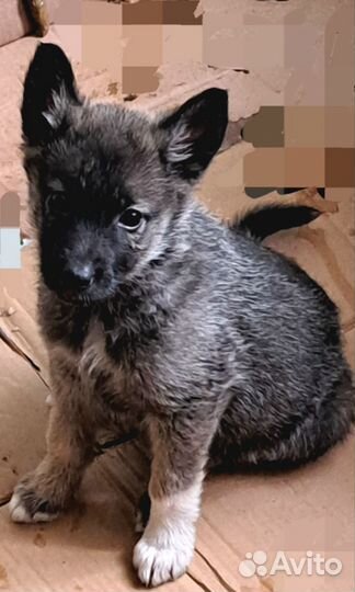 Щенок в добрые руки