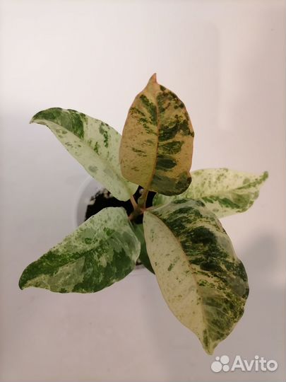 Фикус Шривериана муншайн