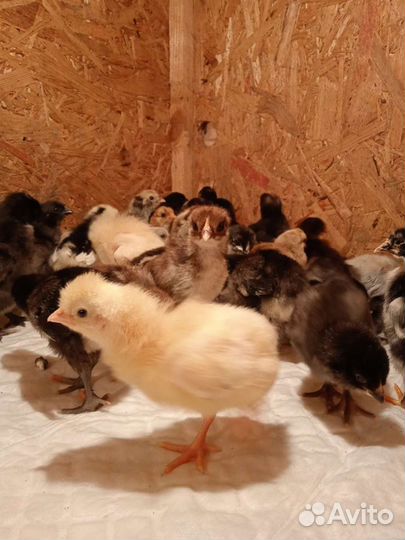 Курочки-молодки