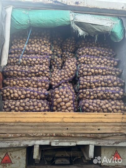 Картофель гала