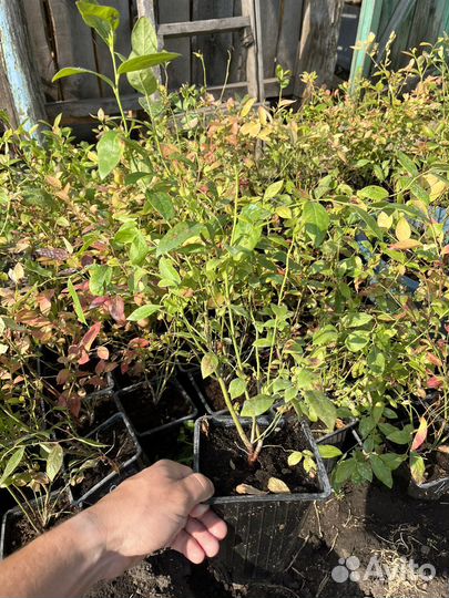 Саженцы голубики