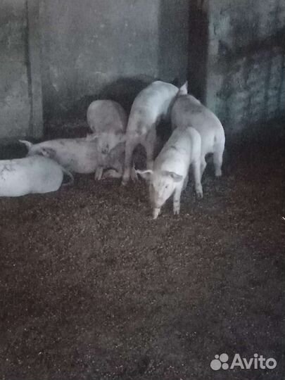 Поросята 1,5м