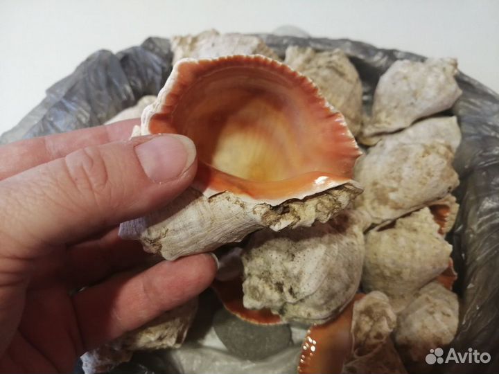 Ракушка рапана