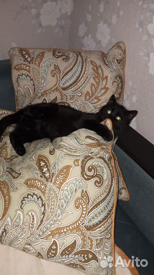 Котики бесплатно в добрые руки