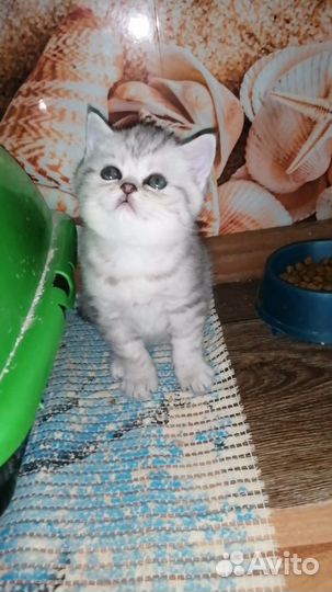 Шотландские котята