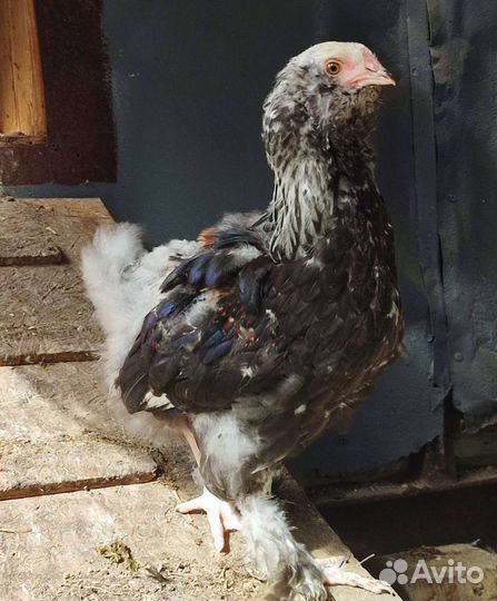 Молодые петухи