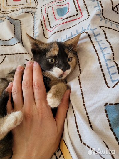 Котята