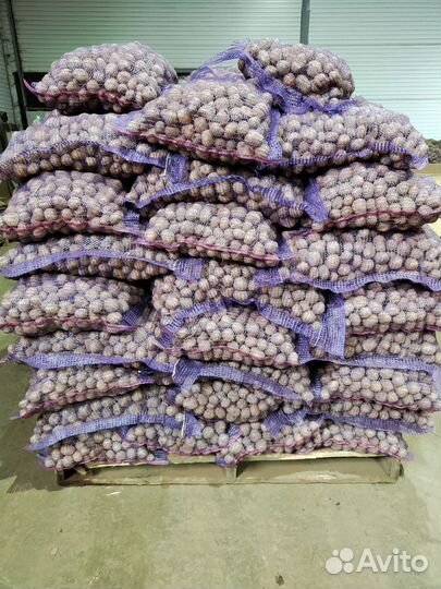 Семенной картофель Ривьера