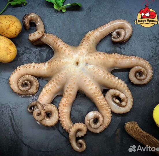 Осьминог с/м