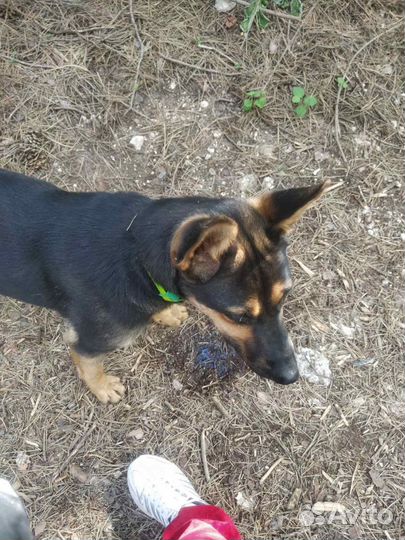 Собаке нужен дом