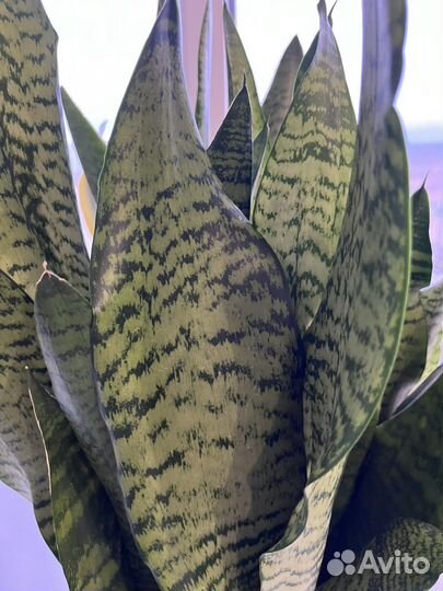 Сансевиерия