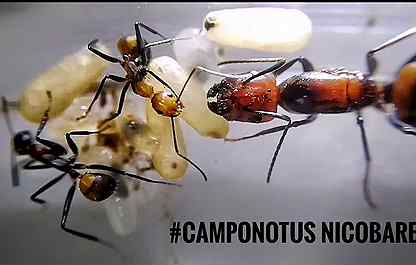 Муравьи Camponotus Nicobarensis для мурав фермы