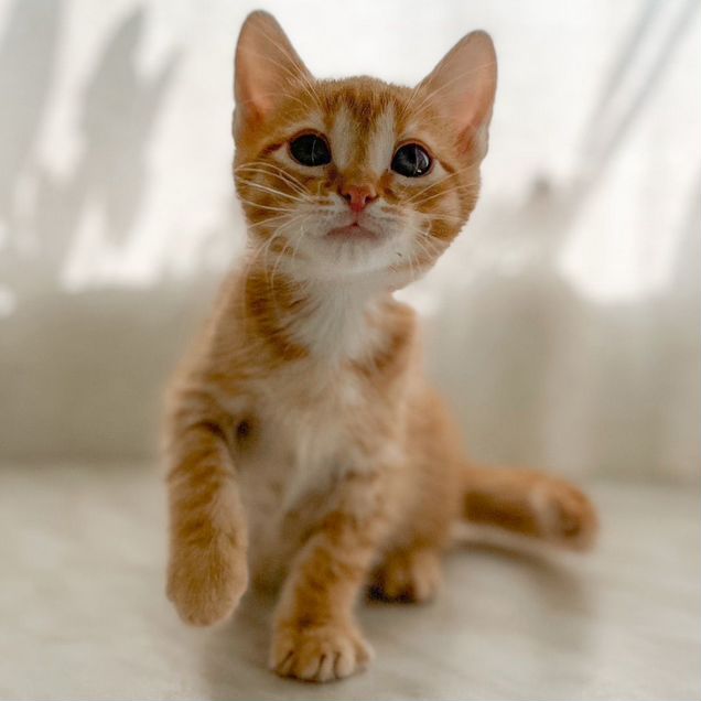 Котёнок в добрые руки