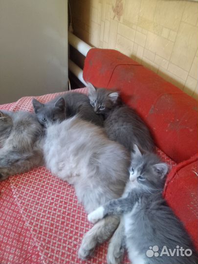 Котята в добрые руки
