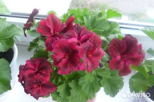 Королевская пеларгония и др доставка