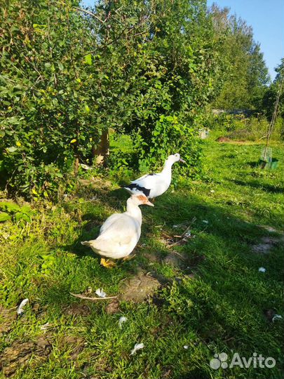 Мускусные утки