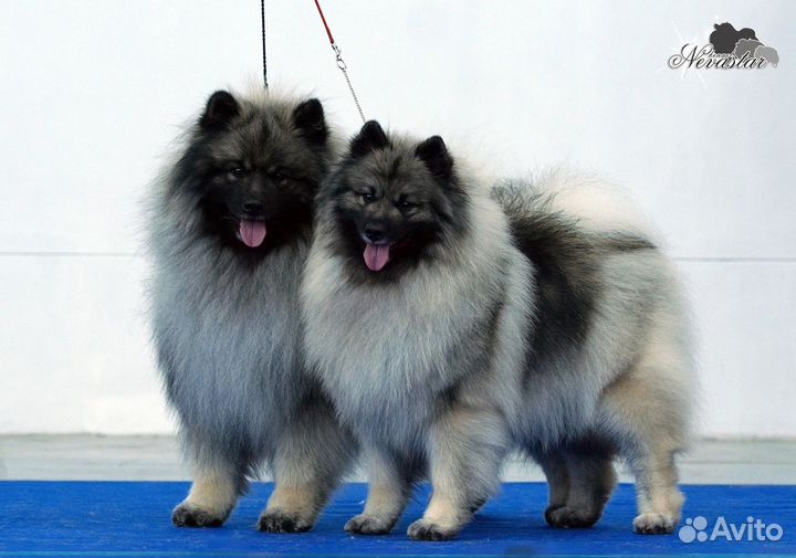 Щенки вольфшпица / кеесхонда