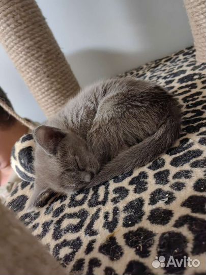 Бурманские котята