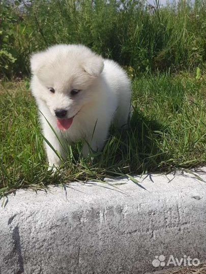 Самоед щенки