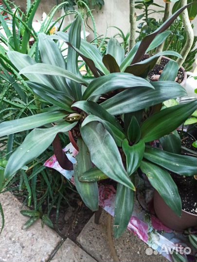 Комнатные растения цветы