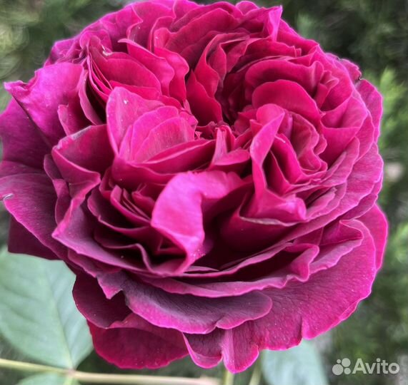 Розы сортовые плетистые саженцы собственокорневые