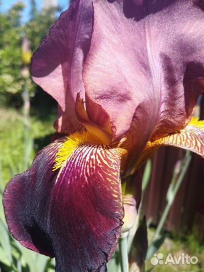 Ирисы крупные