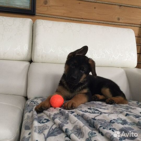 Щенки немецкой овчарки из питомника с документами