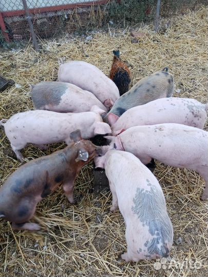Поросята