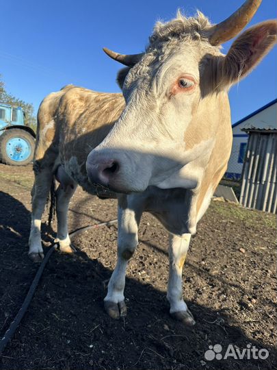 Корова стельная дойная