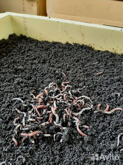 Отважные черви для рыбалки Дендробена Венета