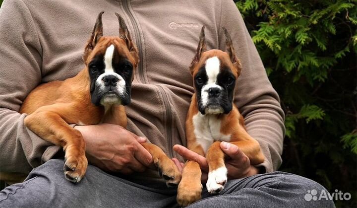 Боксер девочки