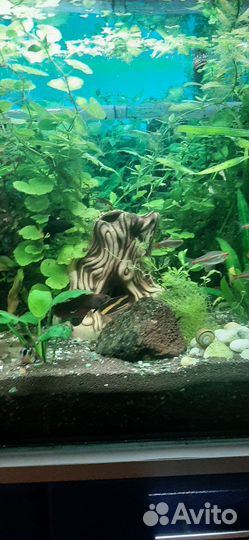 Аквариум 100 литров