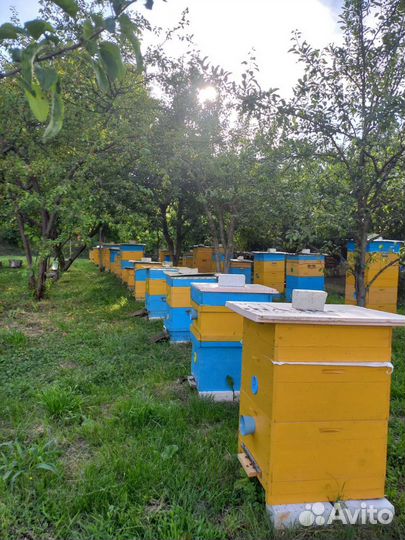 Майский Мёд