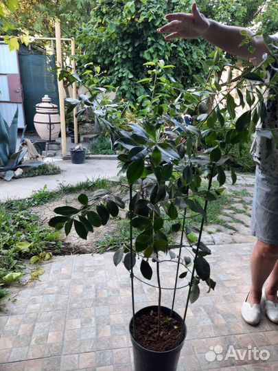 Гуаявы Земляничная, Лесная. Кумкват