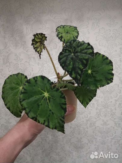 Бегония Тигровая