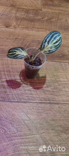 Продам аглаонему