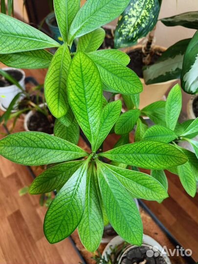 Синадениум Гранта комнатный цветок
