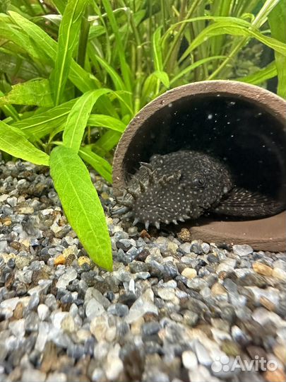 Сомики анциструсы