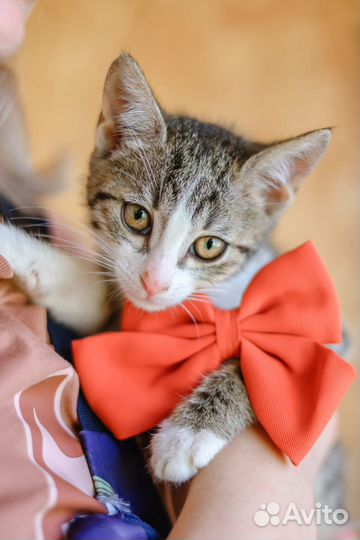 Котенок Пенка ждет свою маму тоскует в приюте