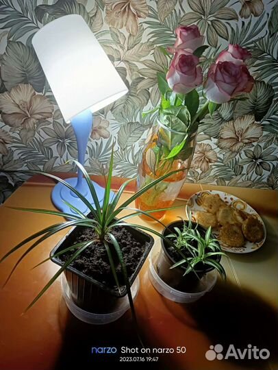 Комнатные цветы драцена