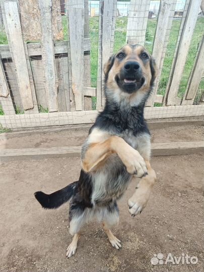 Щенульки подростки в добрые руки