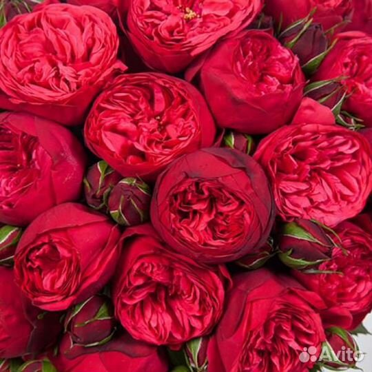 Саженцы роз