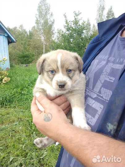 Красавец дворянин