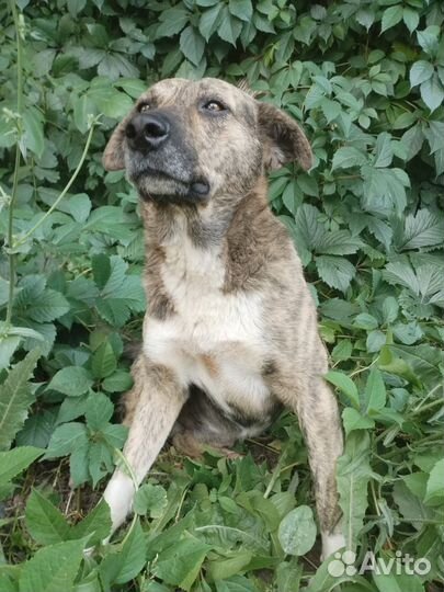 Молодой песик