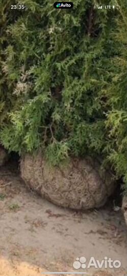 Продам туи