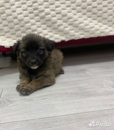 Собаки в добрые руки