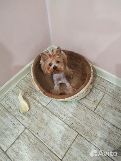 Стрижка собак мелких пород